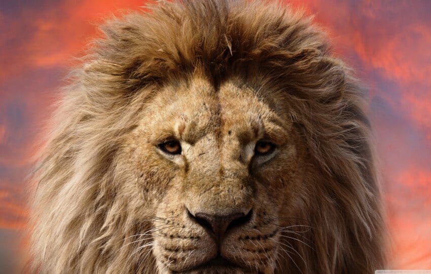 Mufasa król lew